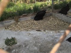 -五龙山野生动物王国