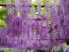 -嘉定紫藤园