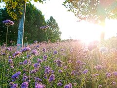 -羊亭河湿地公园