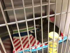 -艾贝尔宠物诊疗