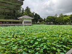 -荔湾湖公园