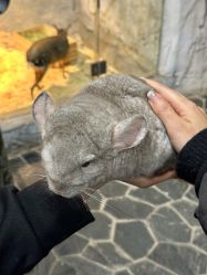 点击看大图 -Zoolung Zoolung动物主题公园(海信广场店)