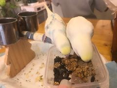 -吉丁鸟咖·异宠·寄养
