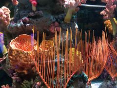 -暹罗海洋世界
