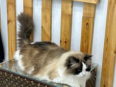 -青奢宠物·青奢猫舍