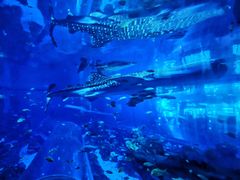 -成都浩海立方海洋公园