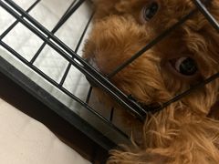 -艾贝尔宠物医院 ·内科全科(梁溪路店)