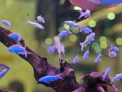 -新辉港式茶餐厅(北栅店)