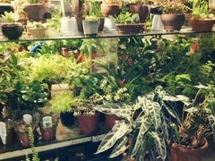 -曲阳花鸟市场(曲阳路店)