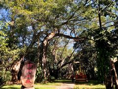 -瑞丽独树成林风景区