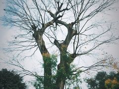 -铁山坪森林公园