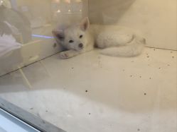 -神奇动物撸宠馆·羊驼·小浣熊·异宠(豫园店)