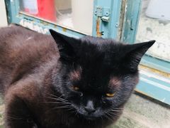 -喵屿·大理花园猫咖