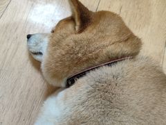 -是阿柴呀！柴犬咖啡·爱喵喵猫咖