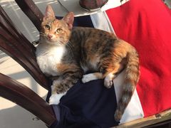 -艾贝尔宠物医院·24H转诊中心·肿瘤猫专科(江宁双龙店)