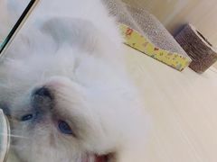 -momokira米努特·德文卷毛猫·棉花面纱犬