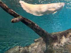 -上海海洋水族馆