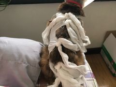 -佳怡动物医院·平价24小时·猫专科骨外科