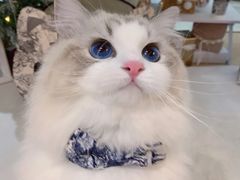 -霸王茶姬(大学城熙街店)