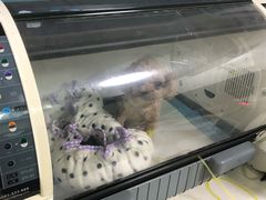 -西安京西宠物医院·瘫痪·疑难杂症