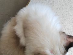 -飞行喵MR PILOT|猫舍·猫咖(静安大融城店)