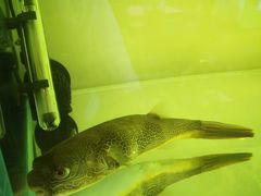 -甜心闲生传统手工冰粉(奎星楼店)
