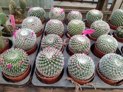 -金陵花卉交易市场