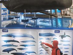 -上海海洋大学鱼文化博物馆(军工路校区)