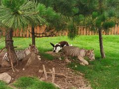 -西霞口神雕山野生动物世界