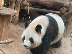 -深圳野生动物园
