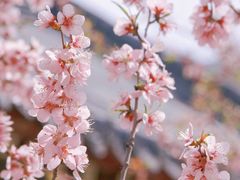 -桃花堤公园