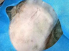 -宠爱国际动物医院· 猫科· 外科·中兽医(长白店)