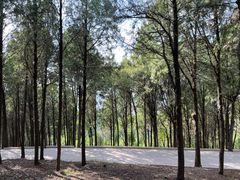 -原山国家森林公园