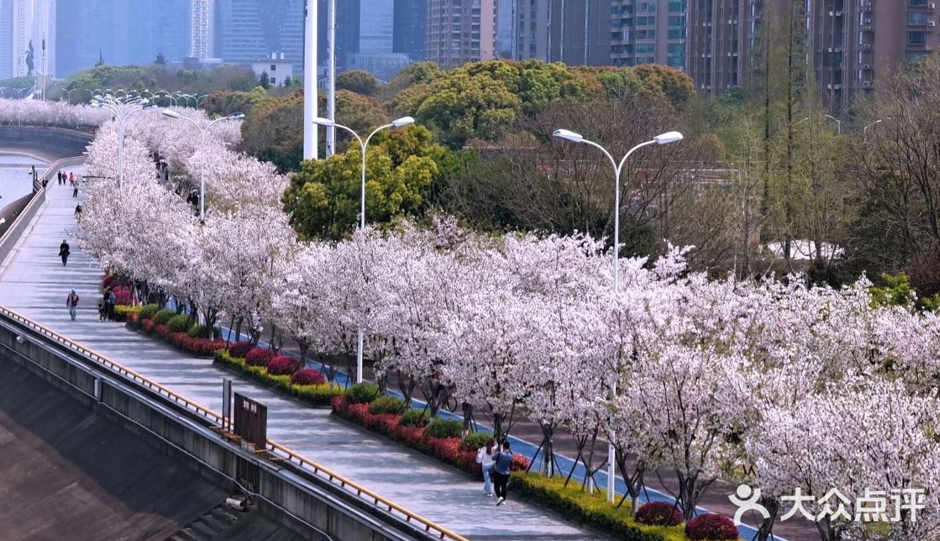 日本网红打卡地樱花树1000【日本樱花网红打卡地都有哪些】