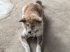 -马陆小张葡萄园农家乐