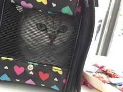 -中农国际动物医院24小时·猫科·骨科·急重症中心