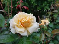 -上海鲜花港
