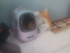 -纳吉亚猫专科动物诊疗中心(蒋宅口分院)