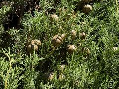 -墨尔本皇家植物园