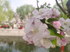 -海棠花溪(元大都城垣遗址公园)