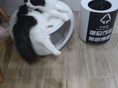 -李小姐の猫咖啡馆(五角场店)