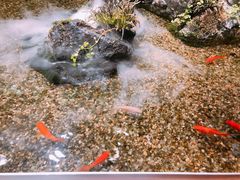 -森味薪火烧•烧鸟居酒屋•日本料理(望京店)