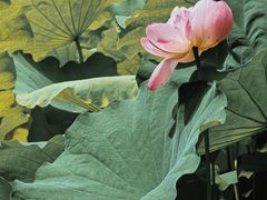 -陈家山荷花公园