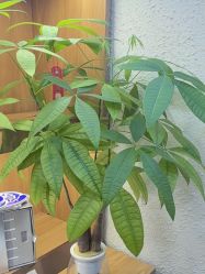 点击看大图 -丝域养发馆