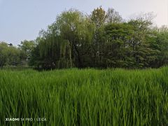 -上海共青森林公园