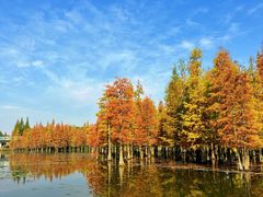 -白鹭湾湿地公园