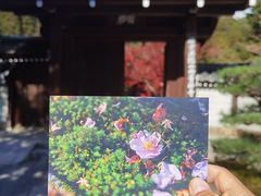 -西芳寺(苔寺)