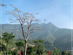 -梧桐山风景名胜区