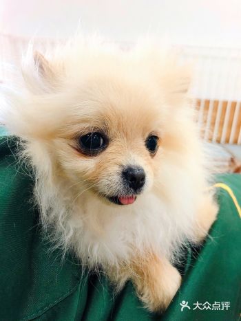 作为一个自己家里就有狗狗的爱狗girl,撸狗可以说完