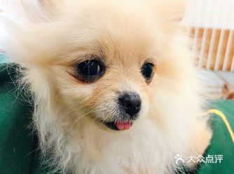 作为一个自己家里就有狗狗的爱狗girl，撸狗可以说完